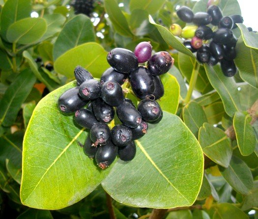 Syzygium cordatum ripe fruit